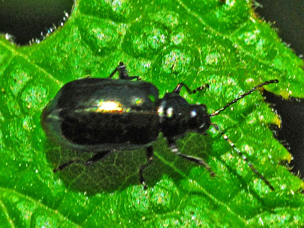 Un''allegra coppietta verde-nero: Chrysomelidae, Altica sp.